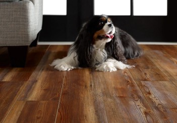 Pet-Friendly flooring | Flooring and More
