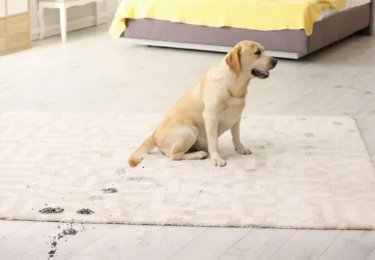 Area Rug Mud Stain | Flooring And More