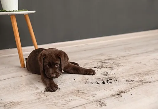 Laminate Mud Stain | Flooring And More